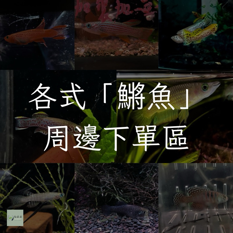 ［陶弟弟］鱂魚 周邊 詢問區 器材 設備 餌料 卵生鱂 胎生鱂 茉莉 滿魚 漂亮寶貝鱂 紅粉佳人鱂 藍色精靈鱂 黑珍珠鱂