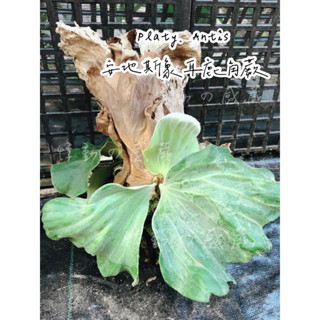 🌈【悸動の感蕨】Platy.Antis 安地斯象耳鹿角蕨 安象鹿角蕨 安地斯交象耳鹿角蕨 安地斯交象耳