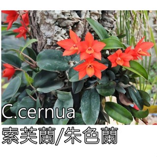 (柯比植物)迷你蘭花硃色蘭. 珠色蘭（索芙蘭/硃色蘭） 原生種 開花會香 (蝴蝶蘭，石斛蘭，鹿角蕨)可以生態缸生態缸