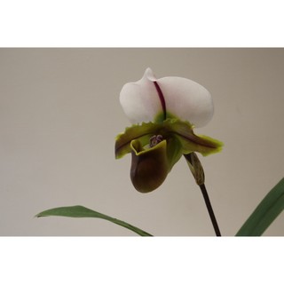 大青蛙拖鞋蘭(擇優出)｜Paphiopedilum Bruno 'Model'｜稀有蘭花｜入門仙履蘭｜超級好種
