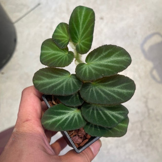 蓆蔓秋海棠 Begonia thelmae