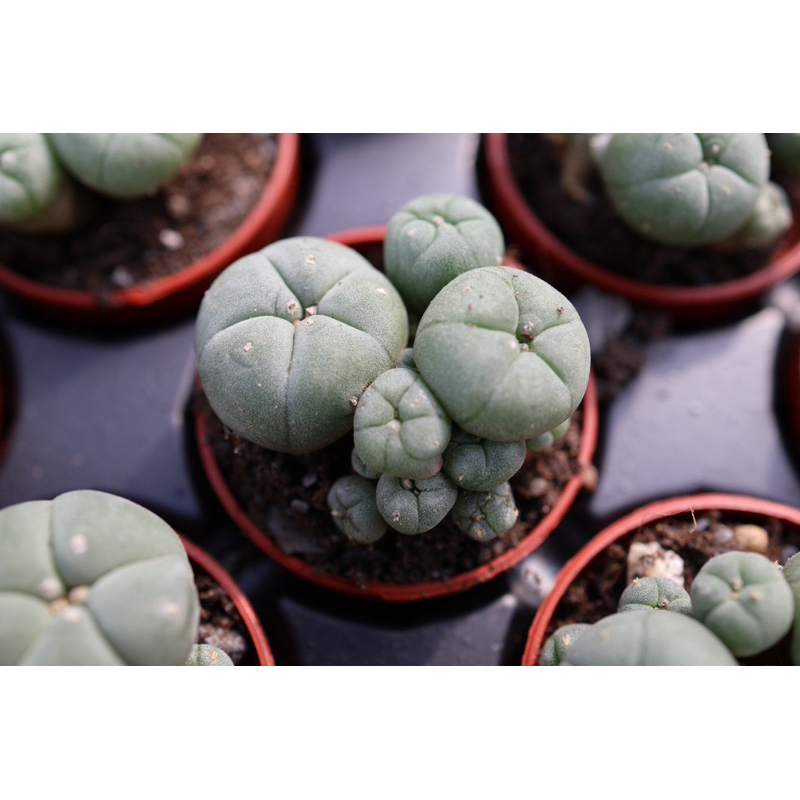 赤花有刺仔吹烏羽玉 子吹烏羽玉的價格推薦- 2025年10月| 比價比個夠BigGo