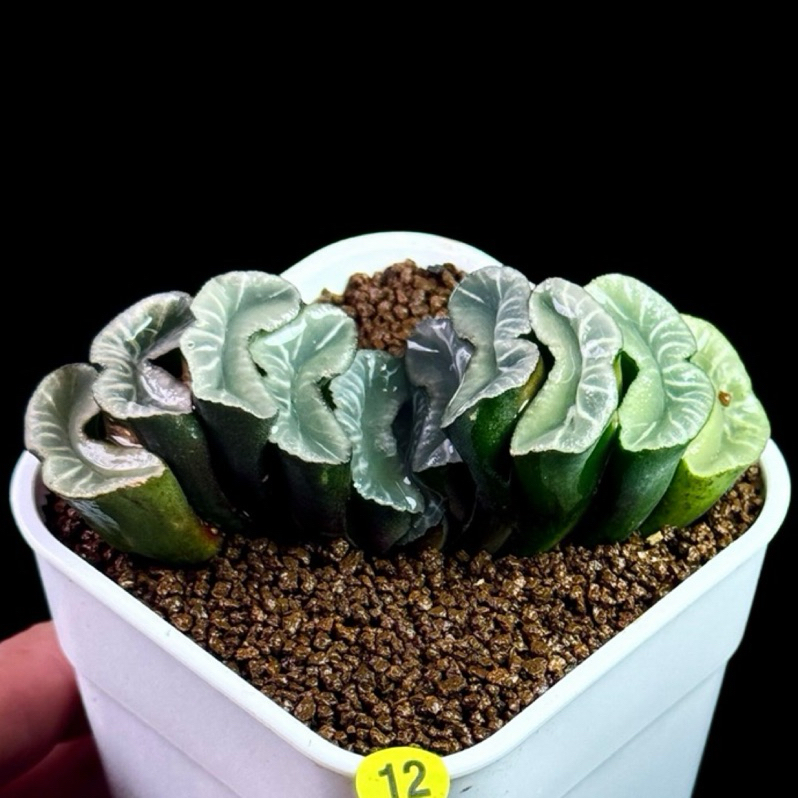 【小鮮肉肉】白紋龍玉扇 多肉植物成株(3吋盆) 百合科 多肉植物 多肉 玉露 韓國多肉 韓肉