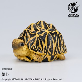 (現貨) 動物星球 心寬體胖 第22彈 編號5 印度星龜 星龜 印星 斯裡蘭卡星龜 斯星 動物星雲
