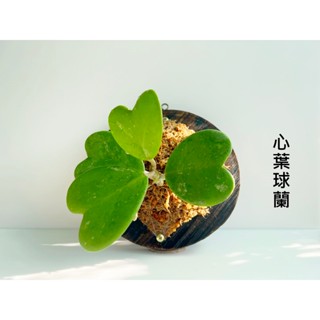 情人節禮物 心葉毬蘭 愛心葉 盆栽 愛心 情人球蘭 心心相印 上板 上板植物 碳化板