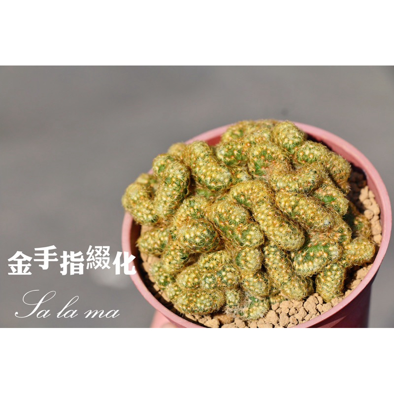【金手指綴化】 3吋盆 | Sa La Ma多肉植物| 仙人掌科