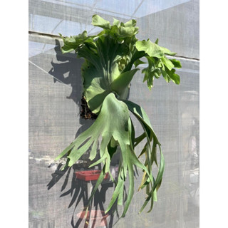 🌱愛客森🌱 P.Willinckii cv.YAL 鹿角蕨