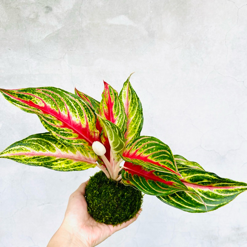 七分田  繽紛 火狐狸粗肋草苔球