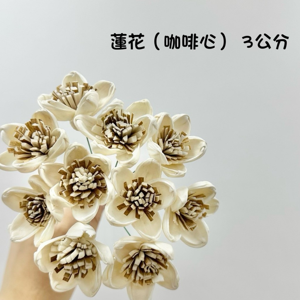“Be a florist 花藝夢” 高品質索拉 蓮花咖啡心 索拉3公分(單支) 擴香花 乾燥花 永生花