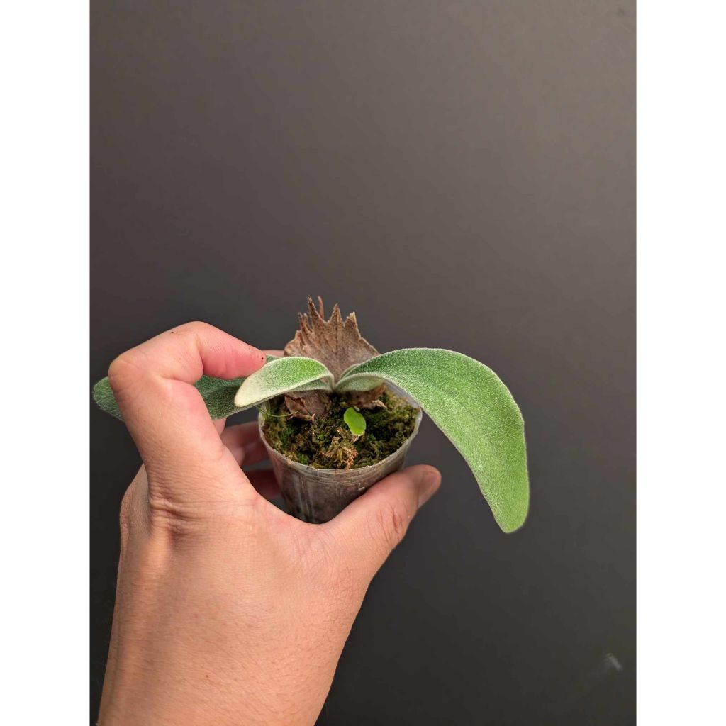 Rydeen × veitchii high finger 大きく AUS spore 