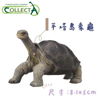 【MRW】CollectA 英國高擬真模型 爬行動物 平塔島象龜 象龜 模擬 野生動物 動物模型 公仔
