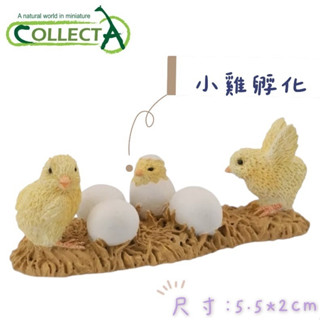 CollectA 英國高擬真模型 豪豬 科摩多巨蜥 密罐螞蟻 箭石 黑臉羊 小雞孵化 模擬 野生動物