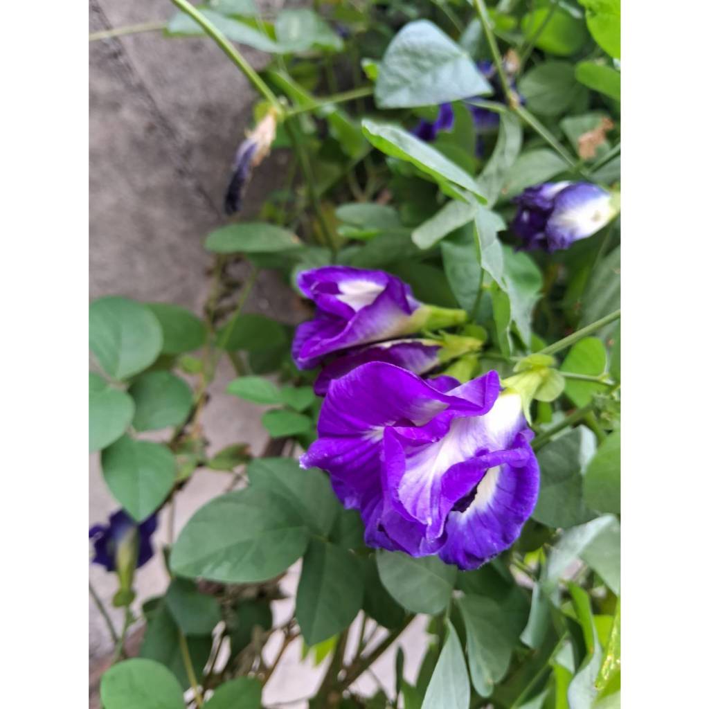 (請先詢問)【重瓣蝶豆花 種子  1粒】蔓性植物 好種  藍蝴蝶 烘焙 飲料 天然染色 種籽 漸層飲料原料