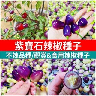 🥬紫珍珠觀賞辣椒種子（不辣）~紫寶石辣椒~紫色果實，紫水晶辣椒非常漂亮的品種高發芽率~食用&觀賞蔬菜料理種子