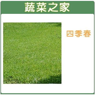【蔬菜之家滿額免運】M05四季春草皮種子1公斤(有藥劑處理)(四季青草皮種子)速綠草 全綠草 四季青