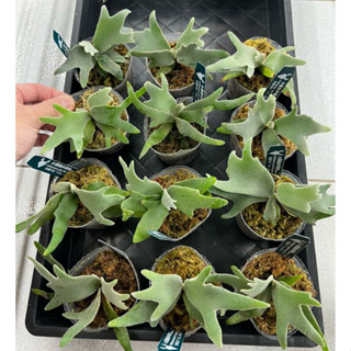 【小蔡的木作坊】玉女鹿角蕨P.willinckii'Jade Girl' Sporeling 侏儒爪哇玉女孢子苗鹿角蕨