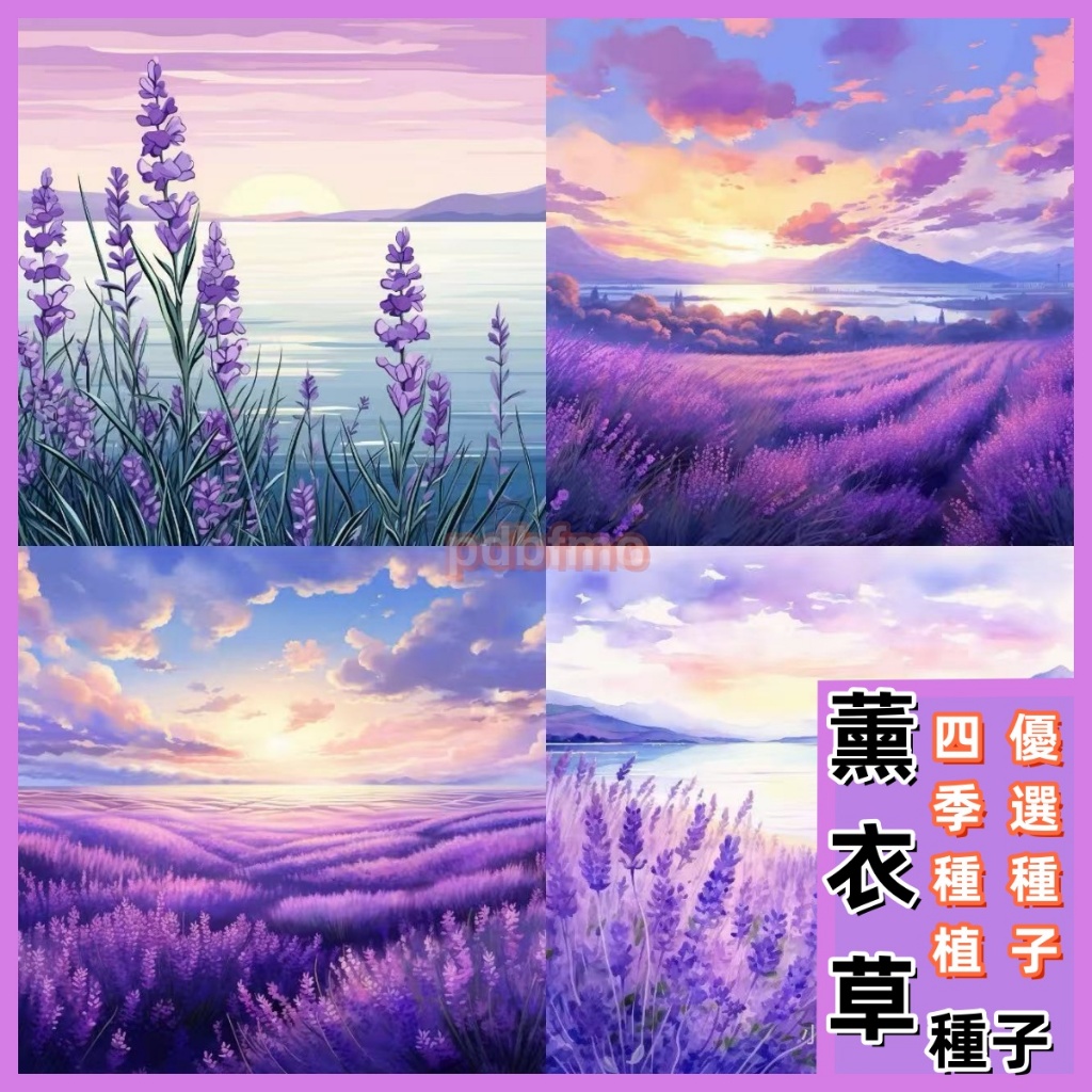 【精選種子】薰衣草種子 花海普羅旺斯薰衣草 特麗莎薰衣草種子羽葉（強效驅蚊）花海種子愛情花四季易種觀賞花卉陽台盆栽