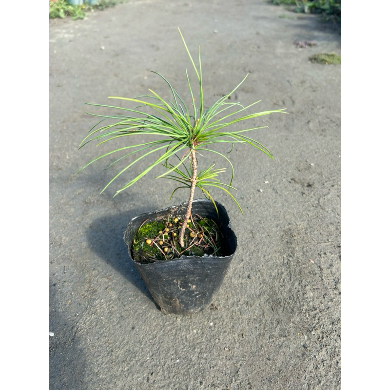 《花鄉苗圃》  五葉松、五葉松苗