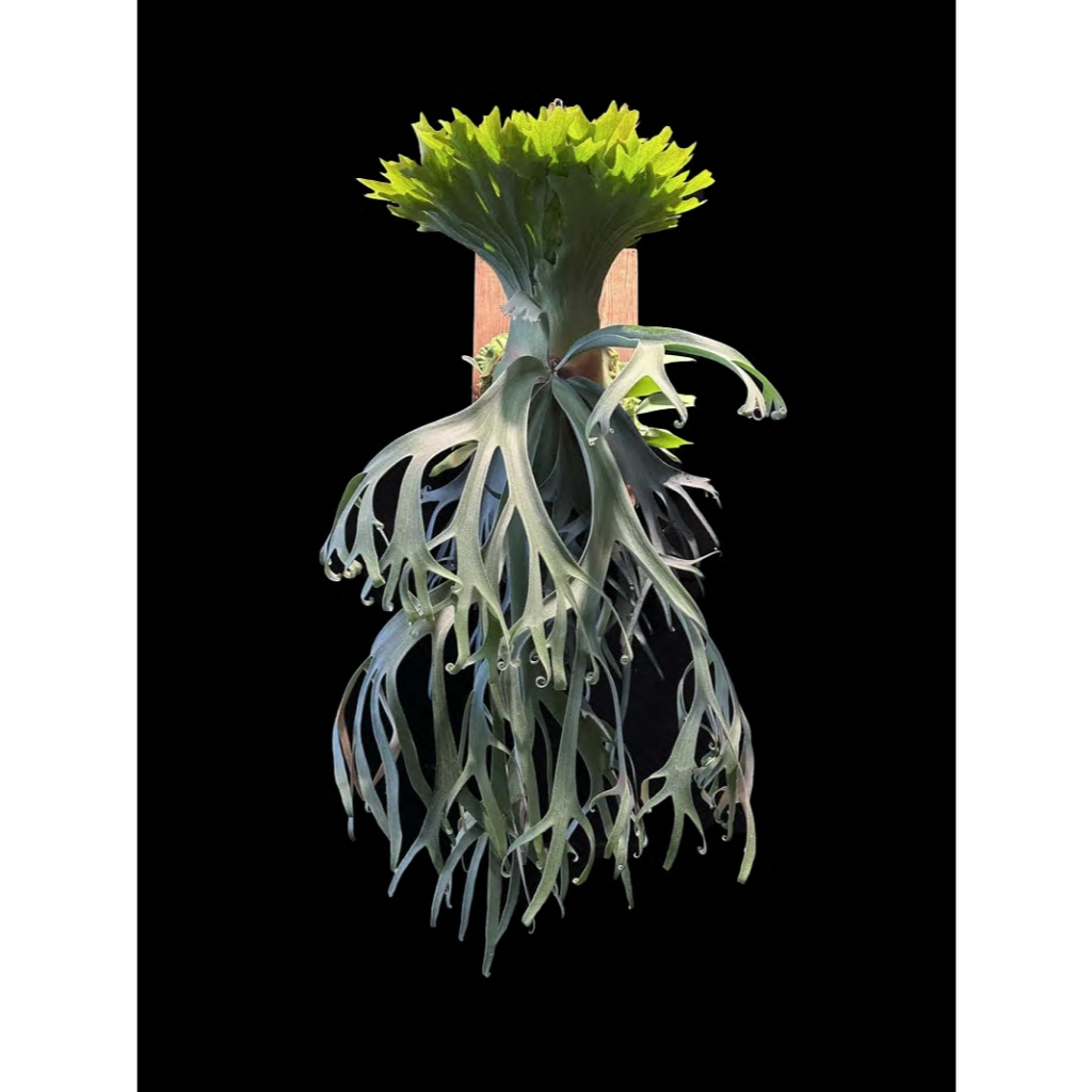 獅子座鹿角蕨的價格推薦- 2025年11月| 比價比個夠BigGo