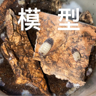 白頭熊貓王超擬真模型 鼠婦可動模型