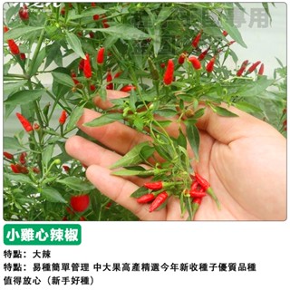 【48h出貨】小雞心辣椒種子(大辣)，果長約1.5cm，辣度不容小覷，非常多產，小米辣椒~蔬菜種子#hot pepper