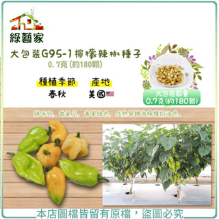 【綠藝家】大包裝G95-1.檸檬辣椒種子0.7克(約180顆)(辣味夠，香氣足，青果綠色，成熟果轉為檸檬奶