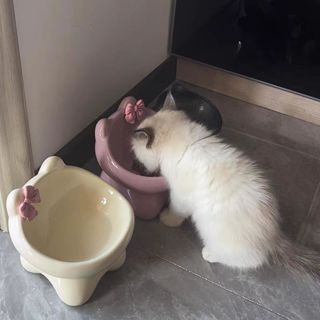 🔥【臺灣熱銷】😺 貓碗 寵物陶瓷碗 貓咪水碗 飼料碗 狗碗 貓碗架 高腳貓糧碗 護頸碗 斜口碗 陶瓷碗 寵物碗 貓碗