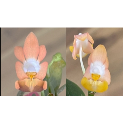 Phal.lobbii 'pink' x Phal.lobbii 'yellow-yellow lip'粉紅兔原生種瓶苗