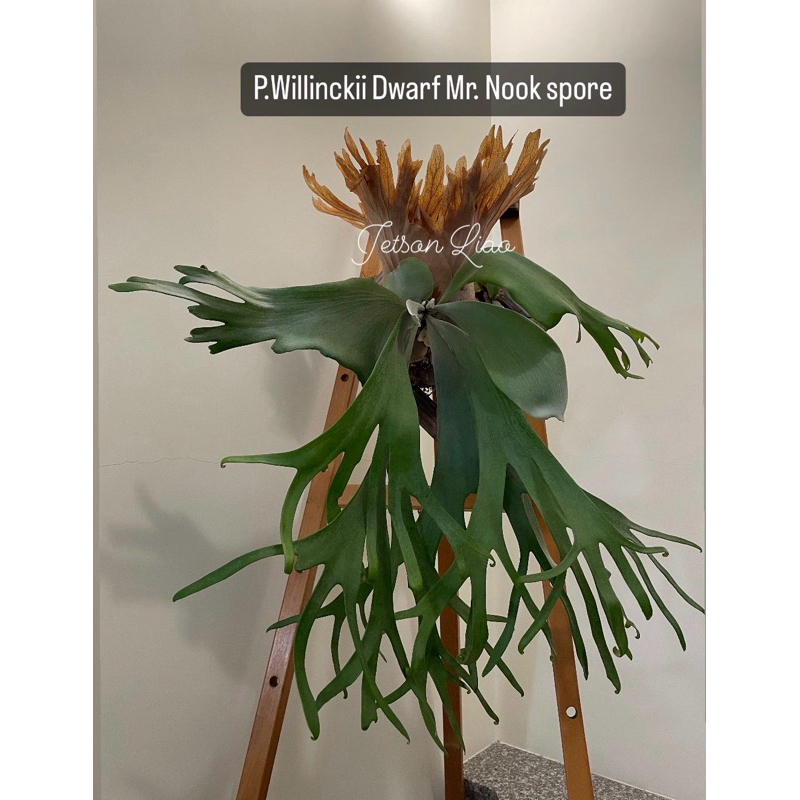 P.willinckii Spore的價格推薦- 2025年4月| 比價比個夠BigGo P.willinckii Spore的價格推薦- 2025年4月| 比價比個夠BigGo