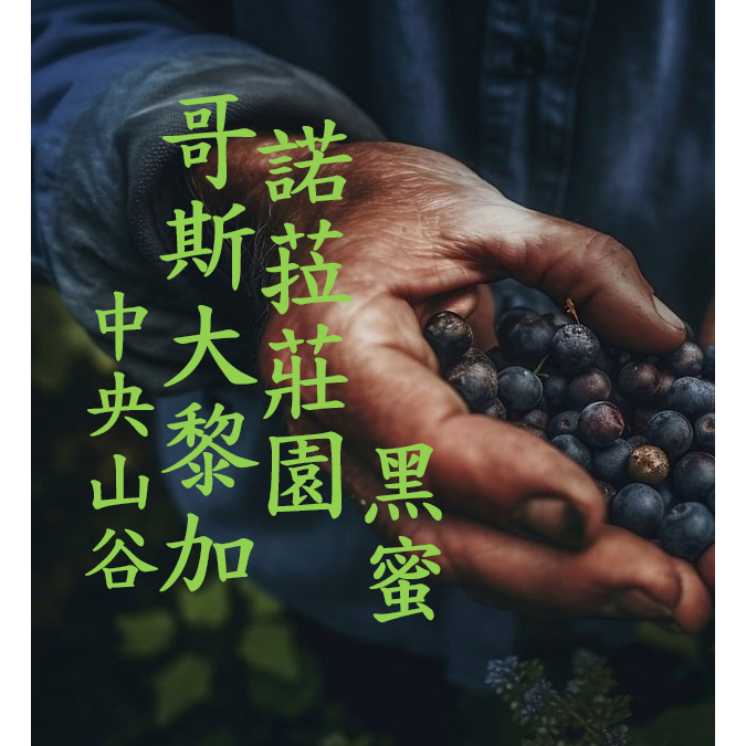 (2024) 獵豆工坊🐆哥斯大黎加 中央山谷 諾菈莊園 黑蜜處理 咖啡生豆 500g