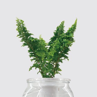 │ 玻璃系列 │ 蕾絲蕨 - 室內植物 水耕盆栽 寵物友善 懶人植物 蕨類