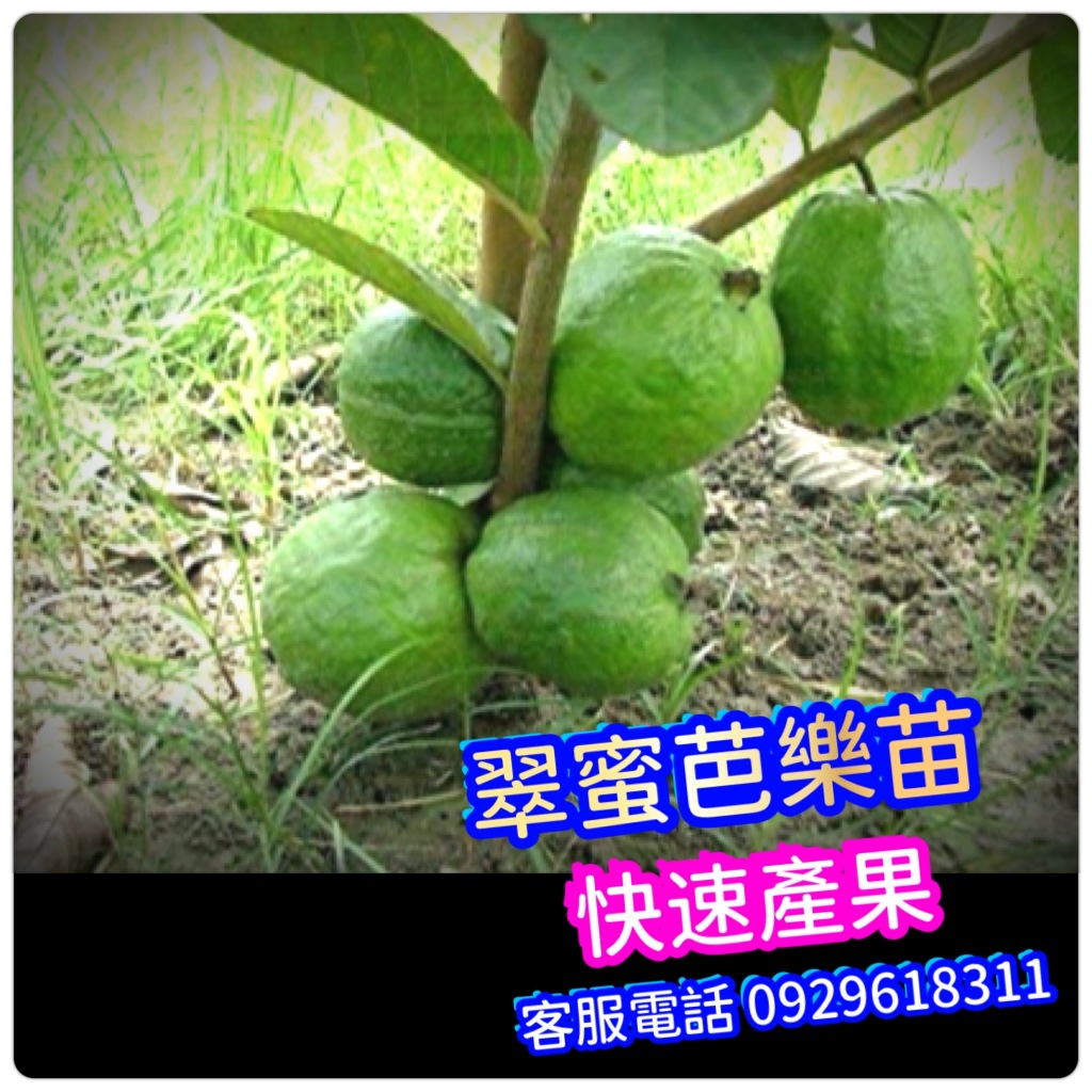 ✅翠蜜芭樂苗✅盆栽✅快速產果+全年狂生不停+可盆栽陽台 無籽芭樂苗 紅寶石芭樂苗 水蜜拔苗 紅心芭樂苗 珍珠芭樂苗