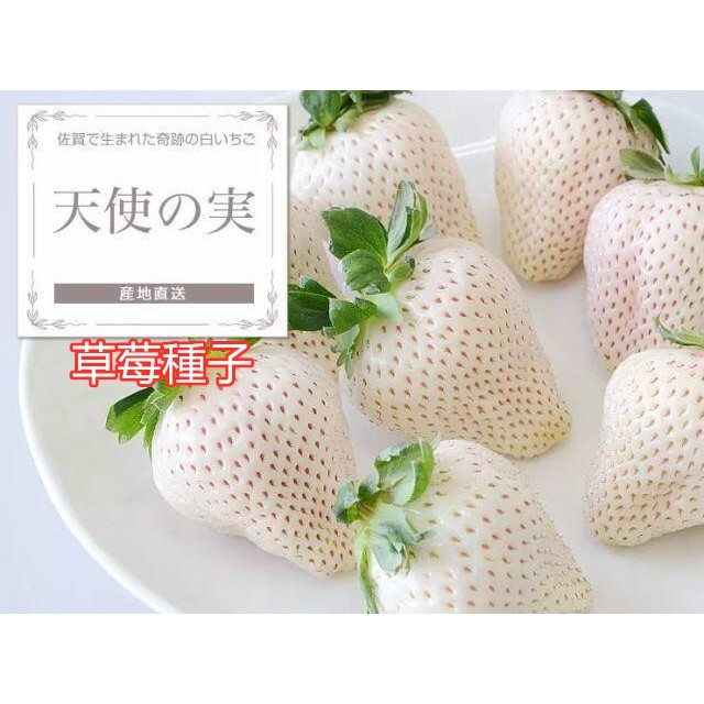 天使白草莓譽名為「雪白戀人」號稱奇蹟的佐賀(天使之実白草莓)種子-頂級 (天使の実種子)12粒/袋