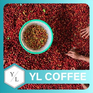 【咖啡友樂】北屯自家烘焙咖啡︱北屯咖啡豆專賣店︱COE咖啡豆供應︱瓜地馬拉茉莉莊園COE No. 5︱淺焙不酸瑰夏咖啡豆
