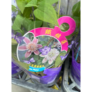 鐵線蓮｜3吋盆～多年生季節性落葉藤蔓攀爬類開花植物⋯