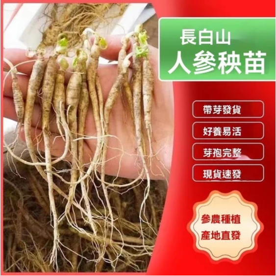 【人參種根苗】長白山 野山參根苗 野山人參苗室內外庭院種植人參種苗多年生 四季易種植好養活當年開花結果