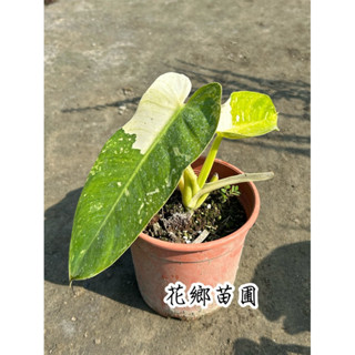 《花鄉苗圃》 喬西布諾蔓綠絨