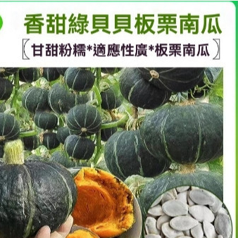 原廠包裝種子  各種南瓜種子【包裝種子】綠貝貝南瓜種子春秋四季綠紅面瓜板栗味粉糯香甜栗小南瓜種籽 南瓜種子