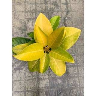 植plant & flower ~ 黃金橡膠樹 室內植物 風水植物
