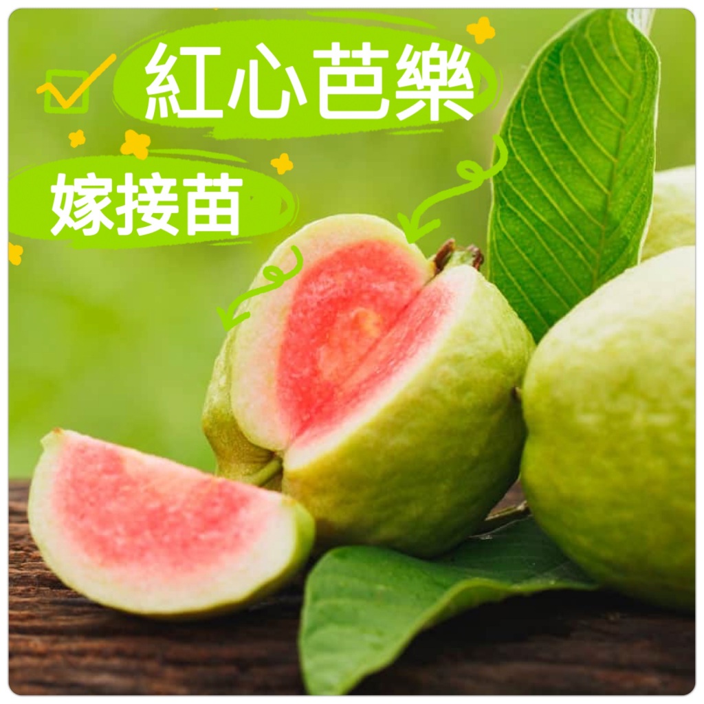 紅心芭樂苗🟡矮化-嫁接苗🟡可快速產果+全年生不停 帝王芭樂苗 津翠芭樂苗 番石榴 水蜜芭樂苗 無籽水蜜拔苗 無籽芭樂苗