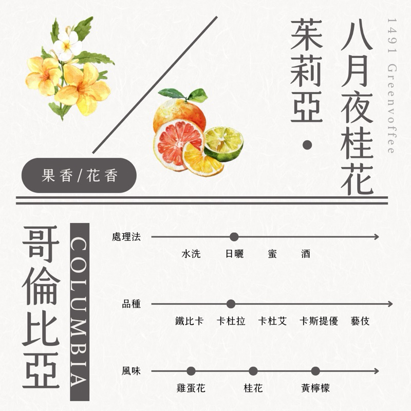 哥倫比亞 茱莉亞莊園 八月夜桂花 厭氧日曬 莊園咖啡 精品生豆