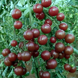 （2025新到貨）紫玉珍珠番茄種子FQ-3🍅 盆栽紫色小西紅柿聖女果種子四季播種盆栽果菜蔬菜種子#tomato