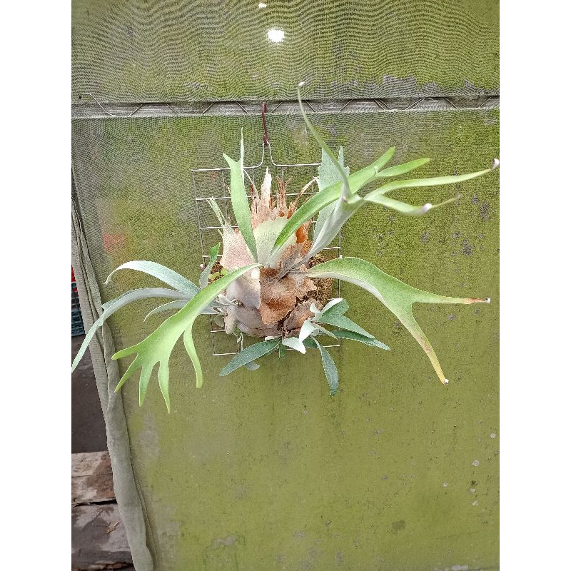 鹿角蕨 澳銀  側芽 不挑 一物一拍