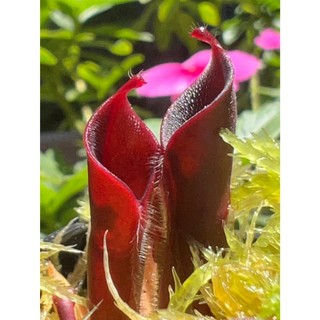 披毛太陽瓶子草-02 H. minor var. pilosa clone 02