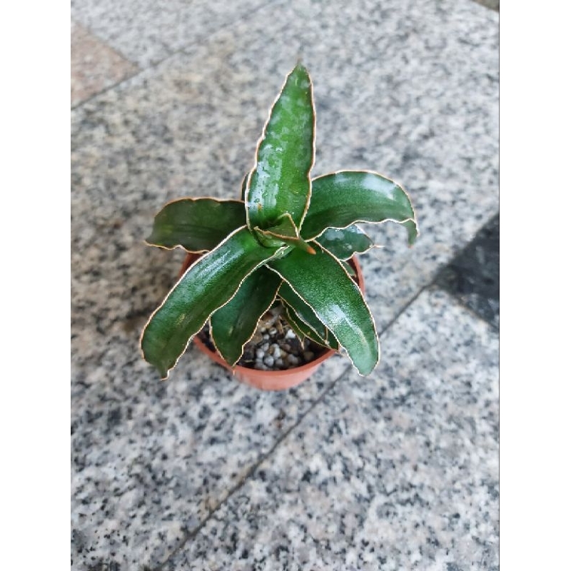 威力（虎尾蘭）🌵🌵🌵