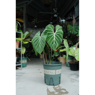 圓柄錦緞蔓綠絨 Philodendron gloriosum zebra 室內植物 觀葉植物 不斷更新照片