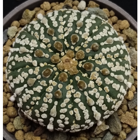 💥八週年慶活動開跑💥仙人掌科星球屬~琉璃超兜~5.8CM~A33