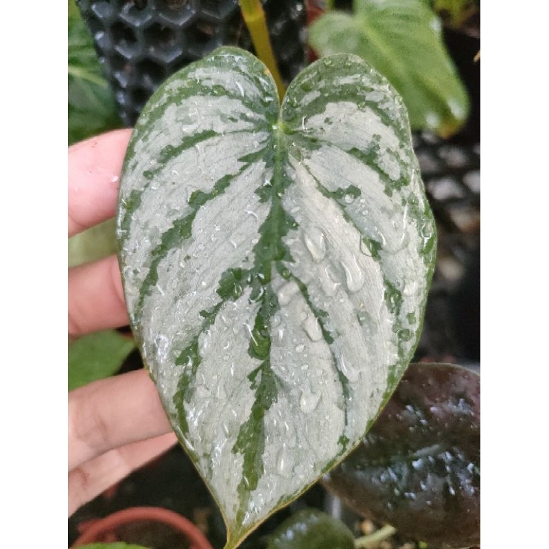 白蘭地蔓綠絨Philodendron Brandtianum/Philodendron/雨林植物