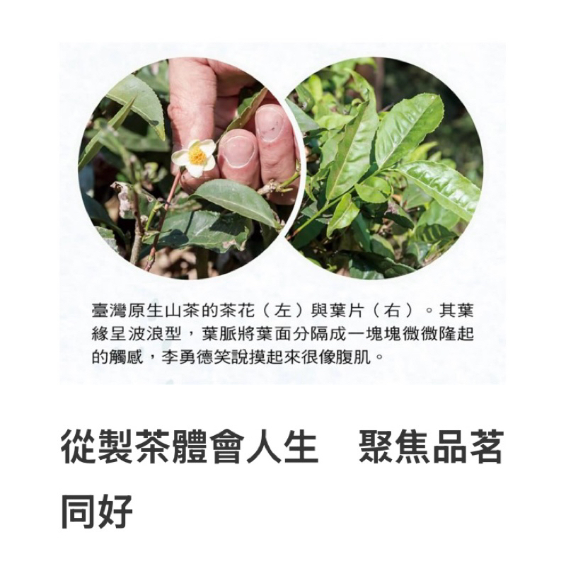 台灣原生茶-自產自銷（1斤裝）