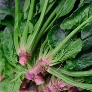 🥬【菠菜種子】🥬今年新種農家大葉菠菜種子 小葉菠菜種子 紅根菠菜種子 速生春秋冬季耐寒耐熱四季盆栽紅根菠菜籽蔬菜種籽